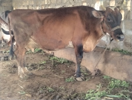 જરસી ગાય વેચવાની છે