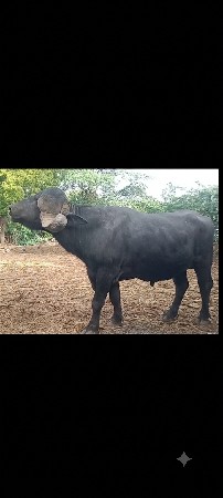 પાડો વેચવાનો છે