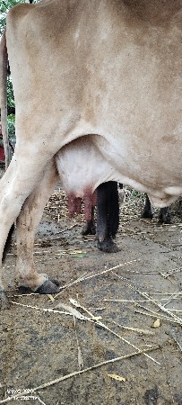 ગાય વેસવા ની સે