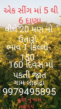 તુવેર નું બિયારણ