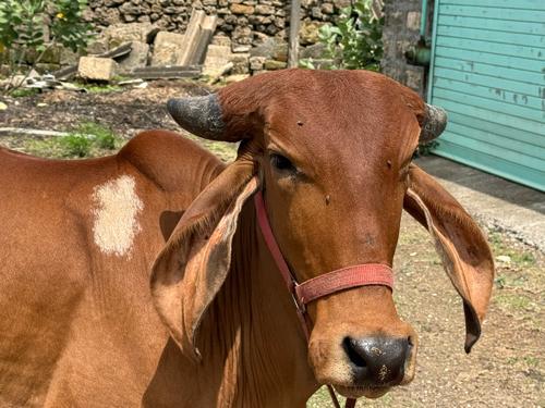 હોડકી દેવાની છે ગીર છે