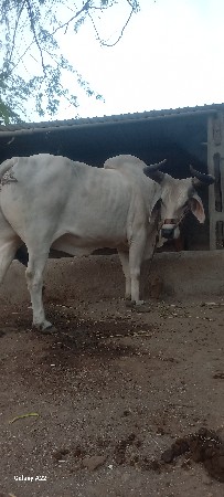 બળદ વેસવો છે જવાબદારી થી