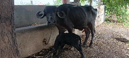 પેલું વેતર ખડેલી વેચવાની છે