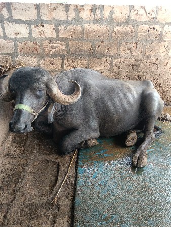 આ ભેંસ વેચવાની છે