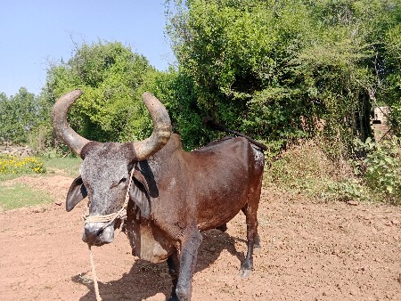 બળદ વેચવાનો છે