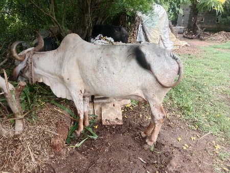 ગાય વેચવાની છે