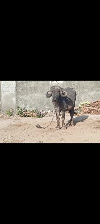 ખડેલી વેચવાની છે