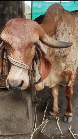 ગીર ગાય વેચવાની છે