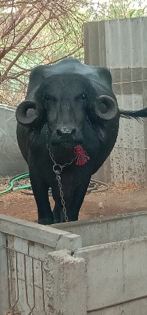 આ‌ ભેંશ વેચવાની છે