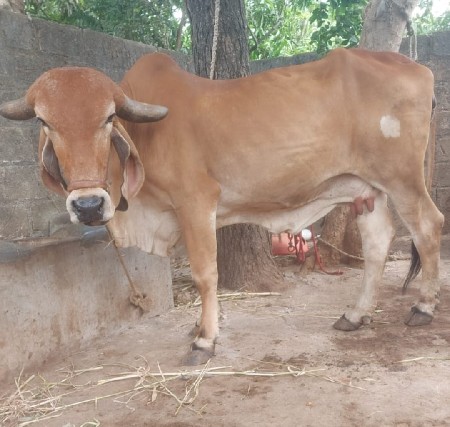ગાય વેચવાની છે