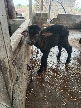 પાડો