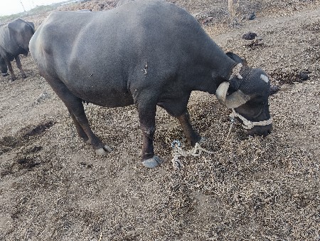 બે ભેંસ વેચવાની છે