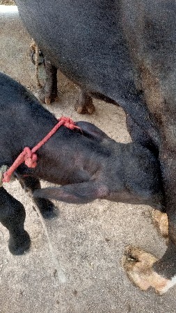 ભેંસ વેચવાની છે