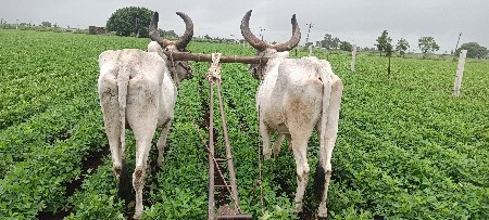 બળદ વેચવાના છે
