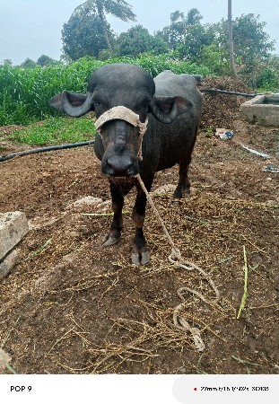 ભેંસ વેચવાની છે