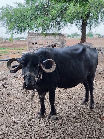 વેચવા ની છે