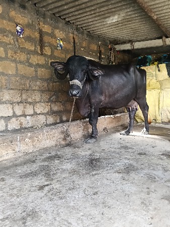 ભેંસ વેચવાની છે