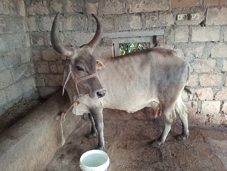 ગાય વેચવાની છે