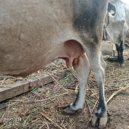 ગાય વેચવાની છે