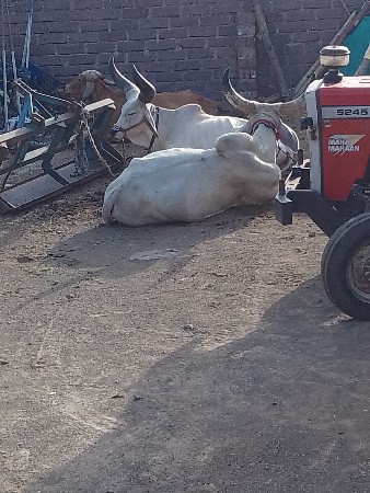 વેચવાના છે