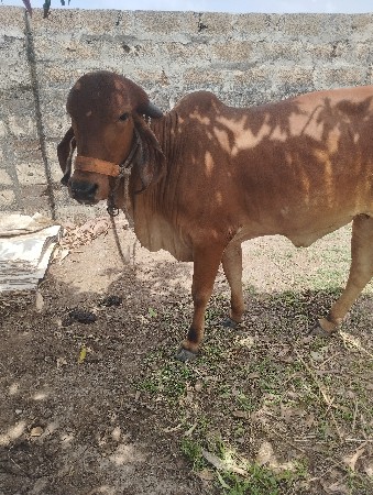 હોરકિ વેચવાની છે 3વરષનીછે
