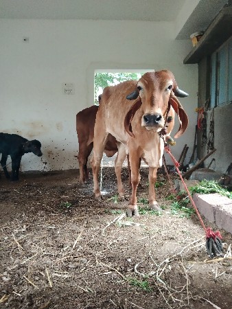 ગાય વેચવાની