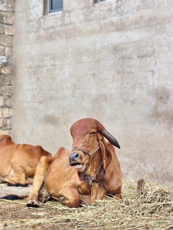 ગીર ગાય