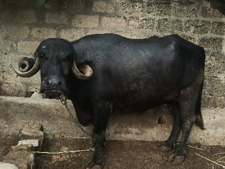 ભેંસ વેચવાની છે