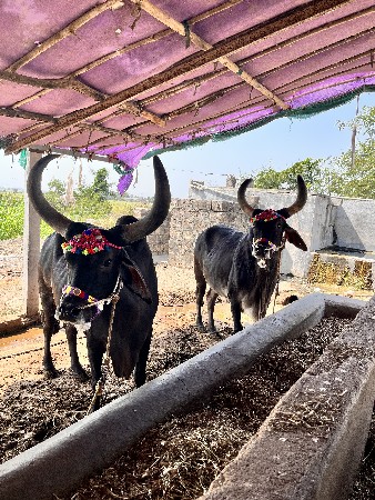બળદ વેચવાના se