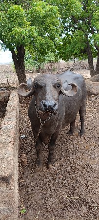 ભેંશ વેસવાની સે