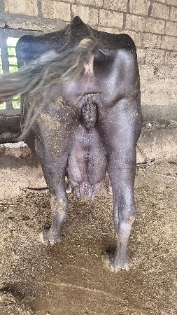 વેચવાની