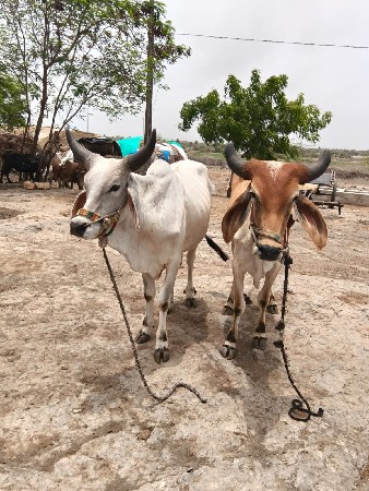 ગોધલા વેચવા ના છે