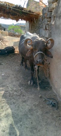 ભૈસ વેચવાની છે  બીજું વેતર
