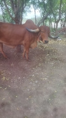 ગાય આપવાની છે
