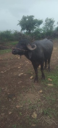 પાડો‌ વેચવાનો છે