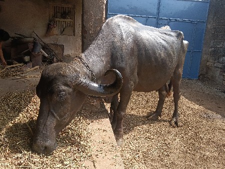 ભેંસ વેસવાની સે