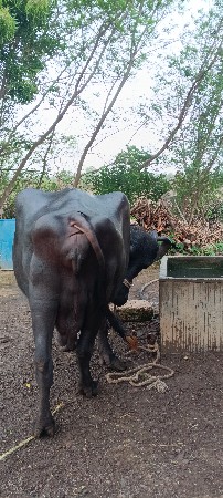 ભેંસ વેચવાની છે