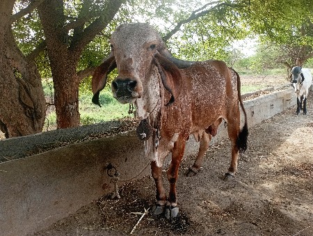ગાય વેચવાની છે.