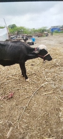 વેચવાની છે