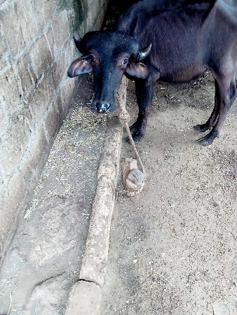 જાફરાબાદી પાડી વેચવાની છે