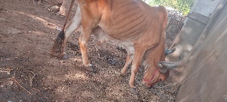 બરધ