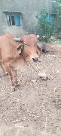 વેચવાની છે