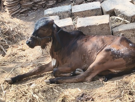 હોડકી વેચવા ની છે