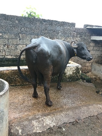આ બે બેસુ બેસવાની છે