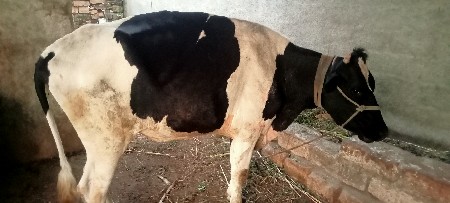 ગાય વેચવાની છે