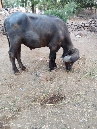 લેવોહોયતોજ ફોન કરજો