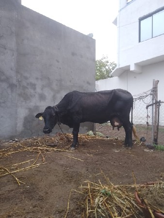 જરશી ક્રોશ ગાય વેચવાની છે