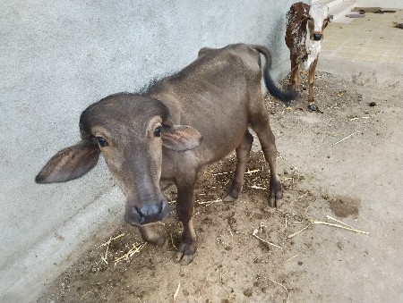 1 વર્સ ની પાડી વેચવાની છે