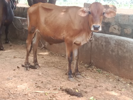 વાછડી વેચવાની છે