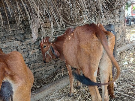 વેચવાના છે